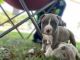 Miniature English Bulldog Puppies for sale in Boca Raton, FL, USA. price: NA