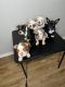 Miniature English Bulldog Puppies