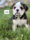 Miniature English Bulldog Puppies for sale in Stafford, VA 22554, USA. price: NA