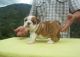 Miniature English Bulldog Puppies for sale in Indianapolis, IN, USA. price: NA