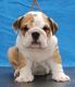 Miniature English Bulldog Puppies for sale in Buffalo, NY, USA. price: NA