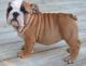 Miniature English Bulldog Puppies for sale in New York, NY, USA. price: NA