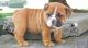 Miniature English Bulldog Puppies for sale in Auburn, IN 46706, USA. price: NA