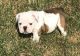 Miniature English Bulldog Puppies for sale in Fort Wayne, IN, USA. price: NA