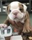 Miniature English Bulldog Puppies for sale in Centreville, VA, USA. price: NA