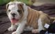 Miniature English Bulldog Puppies for sale in Manilla, IN 46150, USA. price: NA