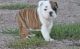Miniature English Bulldog Puppies for sale in Fairfax, VA, USA. price: NA