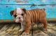 Miniature English Bulldog Puppies for sale in New York, NY, USA. price: NA