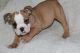 Miniature English Bulldog Puppies for sale in Centreville, VA, USA. price: NA
