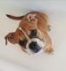 Miniature English Bulldog Puppies for sale in Linden, VA 22642, USA. price: NA