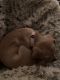 Miniature Fox Terrier Puppies