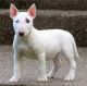 Miniature Fox Terrier Puppies for sale in Beaver Creek, CO 81620, USA. price: NA