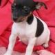 Miniature Fox Terrier Puppies for sale in Berkeley, CA, USA. price: NA