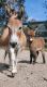 Miniature Horse Horses for sale in Ormond Beach, FL, USA. price: $2,600
