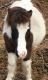Miniature Horse Horses for sale in Cameron, NC 28326, USA. price: NA