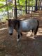 Miniature Horse Horses for sale in Huntsville, TX 77320, USA. price: NA