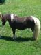 Miniature Horse Horses for sale in Owingsville, KY 40360, USA. price: $250