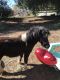 Miniature Horse Horses for sale in Fallbrook, CA 92028, USA. price: $1,200