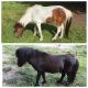Miniature Horse Horses