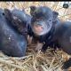 Miniature Pig Animals for sale in San Diego, CA 92114, USA. price: $100