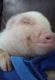 Miniature Pig Animals for sale in Bakersfield, CA, USA. price: $200