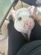 Miniature Pig Animals for sale in Rialto, CA, USA. price: $400