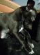 3 black puppies availavle small breed