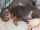 Miniature Pinscher Puppies for sale in Charlotte, NC, USA. price: NA