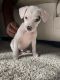 Miniature Pinscher Puppies for sale in Winston-Salem, NC, USA. price: $250