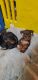 Miniature Pinscher Puppies for sale in Munhall, PA, USA. price: $2,000