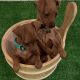 Miniature Pinscher Puppies for sale in Philadelphia, PA 19111, USA. price: NA