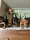 Miniature Pinscher Puppies for sale in Federal Way, WA, USA. price: NA