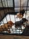 Miniature Pinscher Puppies for sale in Clovis, CA, USA. price: NA