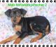 Miniature Pinscher Puppies for sale in Glasgow, KY 42141, USA. price: NA