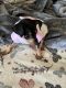 Miniature Pinscher Puppies for sale in Fairfield, CA 94533, USA. price: NA