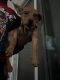Miniature Pinscher Puppies for sale in Jacksonville, FL, USA. price: NA