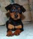 Miniature Pinscher Puppies for sale in Kent, WA, USA. price: NA