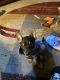 Miniature Pinscher Puppies for sale in Milwaukee, WI, USA. price: $300
