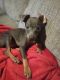 Miniature Pinscher Puppies for sale in Milton, PA, USA. price: $500