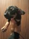 Miniature Pinscher Puppies for sale in Kissimmee, FL, USA. price: $80,000