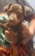 Miniature Pinscher Puppies for sale in Venice, FL 34287, USA. price: $750