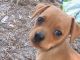 Miniature Pinscher Puppies for sale in Melbourne, FL, USA. price: $150