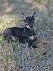 Miniature Pinscher Puppies for sale in Nocona, TX 76255, USA. price: $800