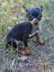 Miniature Pinscher Puppies for sale in Nocona, TX 76255, USA. price: $500