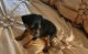 Miniature Pinscher Puppies for sale in Orlando, FL, USA. price: NA
