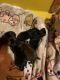 Miniature Pinscher Puppies for sale in Womelsdorf, PA 19567, USA. price: $1,500