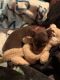 Miniature Pinscher Puppies for sale in Womelsdorf, PA 19567, USA. price: NA