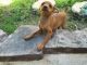 Miniature Pinscher Puppies for sale in Mission Viejo, CA, USA. price: $650