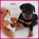 Miniature Pinscher Puppies for sale in Ashland, WI 54806, USA. price: NA