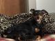 Miniature Pinscher Puppies for sale in Janesville, WI, USA. price: NA